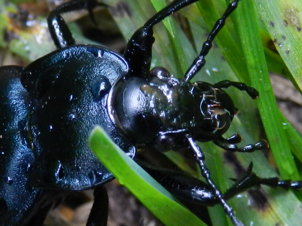 Carabus glabratus e probabile Sylpha carinata su lumaca